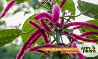 acalifa-rabo-de-macaco-acalypha-hispida-site-03