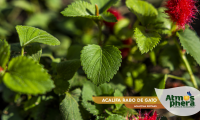 acalifa-rabo-de-gato-acalypha-reptans-site-05