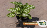 aglaonema-branca-aglaonema-commutatum-snow-white-site-01