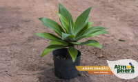 agave-dragao-agave-attenuata-site-01