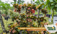 acalifa-vermelha-repolhuda-mini-acalypha-wilkesiana-mosaica-compacta-site-05