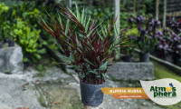 alpinia-rubra-alpinia-luteocarpa-site-01