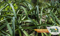 agave-polvo-agave-vilmoriniana-site-03