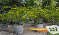 acacia-baianinha-senna-polyphylla-site-02