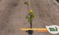 alamanda-amarela-trepadeira-allamanda-cathartica-site-01