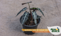 alocasia-cara-de-cavalo-mini-alocasia-x-amazonica-piccolini-site-01