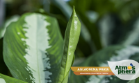 aglaonema-prata-aglaonema-commutatum-pataya-site-04