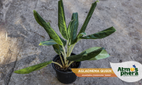 aglaonema-queen-aglaonema-commutatum-queen-site-01