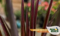 abacaxi-vermelho-ananas-bracteatus-site-08