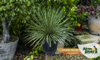 agave-palito-agave-geminiflora-site-01