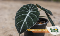 alocasia-black-velvet-alocasia-reginula-black-velvet-site-02