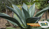 agave-raquete-agave-celsii-nova-site-02