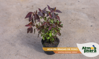 acalifa-brasas-de-fogo-acalypha-wilkesiana-inferno-site-01