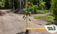 acalifa-rabo-de-macaco-acalypha-hispida-site-01