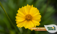 alegria-de-jardim-coreopsis-lanceolata-site-06