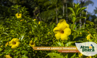 alamanda-amarela-trepadeira-allamanda-cathartica-site-03