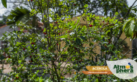 acerola-malpighia-emarginata-site-02