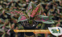 aglaonema-verde-com-pintas-vermelhas-aglaonema-commutatum-venus-site-01