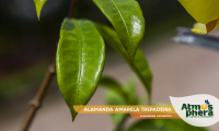 alamanda-amarela-trepadeira-allamanda-cathartica-site-05