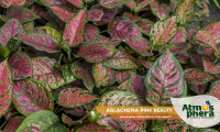 aglaonema-pink-beauty-aglaonema-commutatum-pink-beauty-site-02