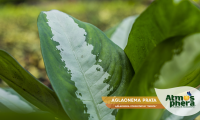 aglaonema-prata-aglaonema-commutatum-pataya-site-03