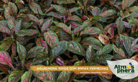 aglaonema-verde-com-pintas-vermelhas-aglaonema-commutatum-venus-site-03